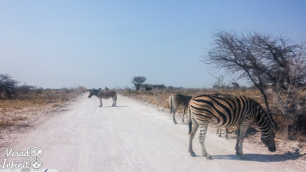 Safari en P.N. de Etosha